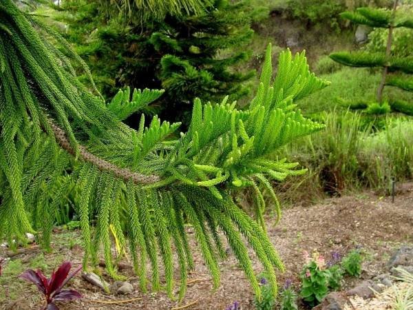 Methods of Growing Norfolk Pine