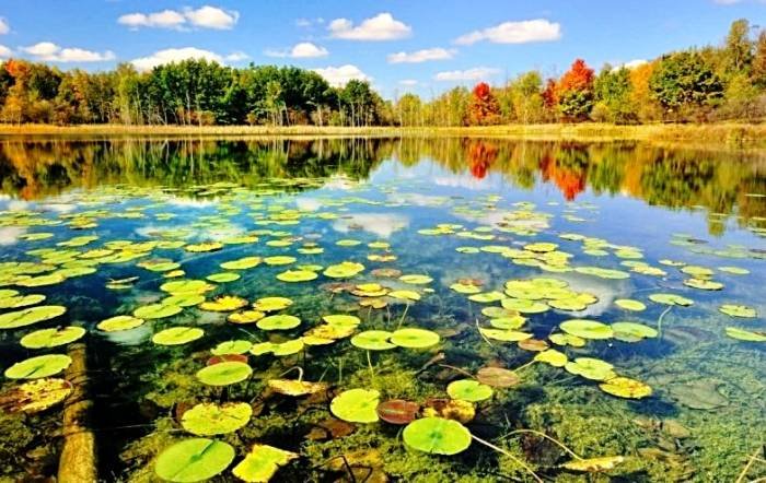 Anzali Lagoon