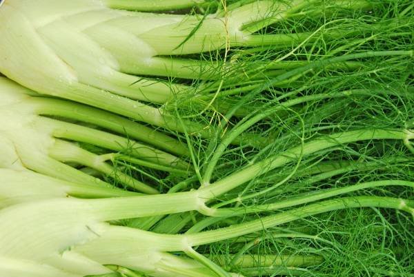 Properties of dill oil