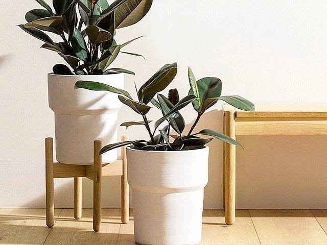 Ficus Elastica