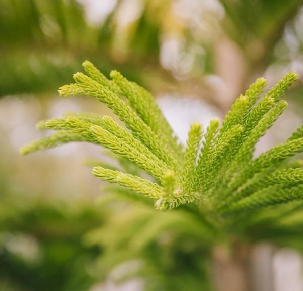 Planting Time for Norfolk Pine