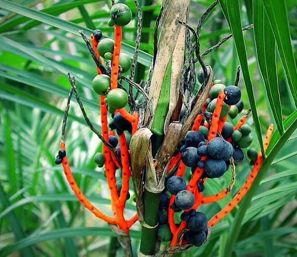 Propagation of Chamaedorea Palm