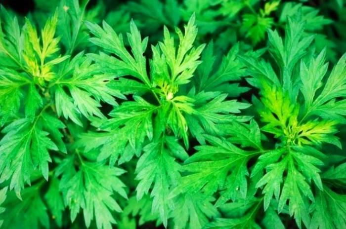 All Side Effects of Wormwood