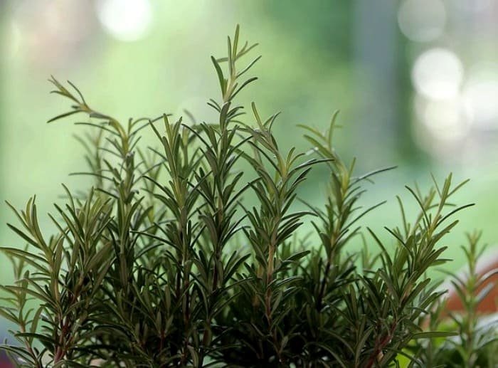 Rosemary
