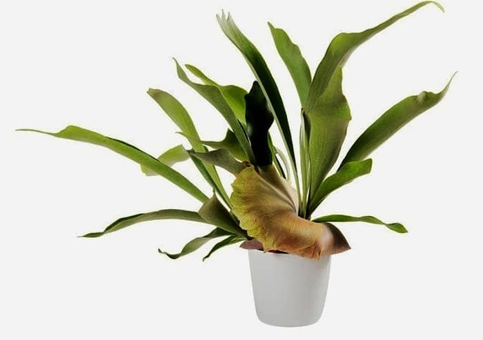 Staghorn Fern