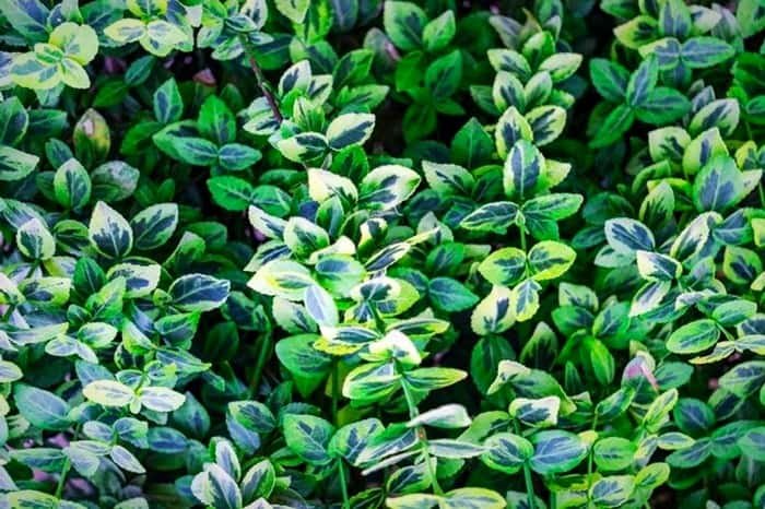 How to Prune Boxwood