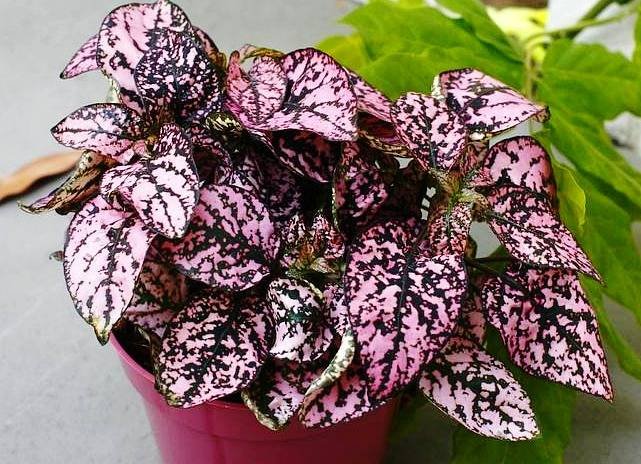 Houseplant