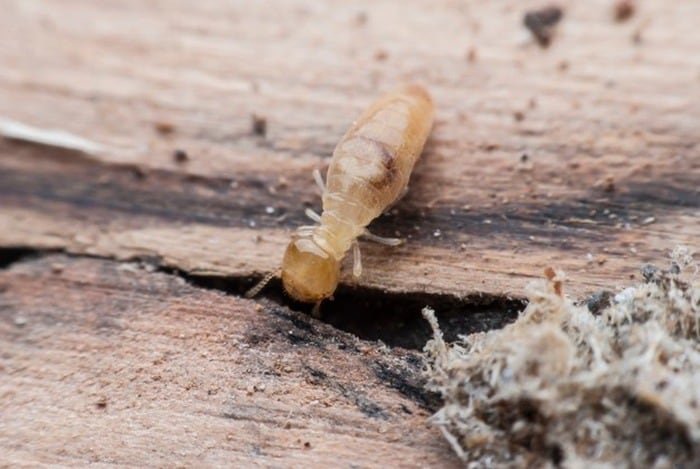 Termite Control