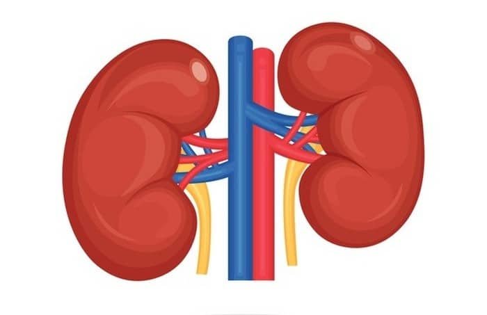 Kidney