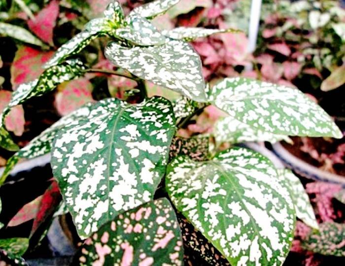  Hypoestes