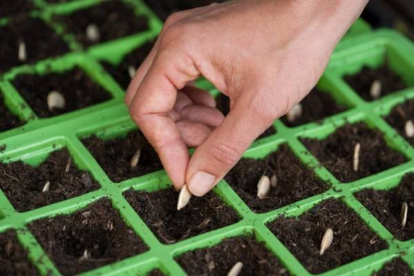 Plant Seedlings