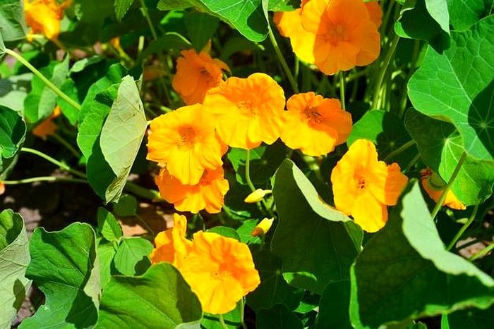Bulbine