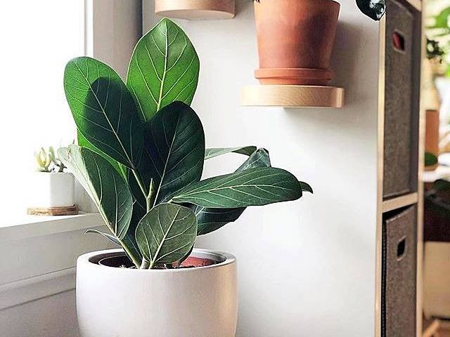 Ficus Elastica