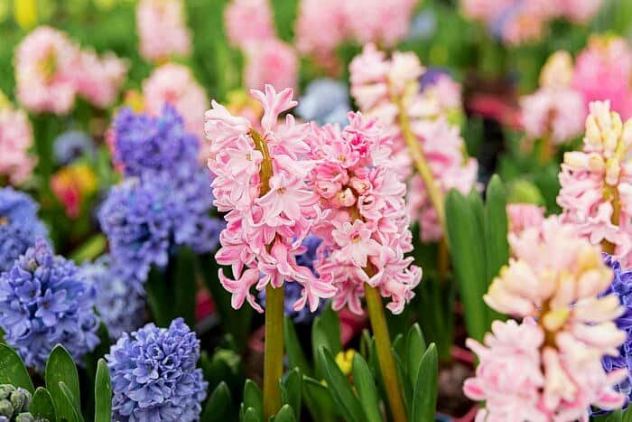 Hyacinth