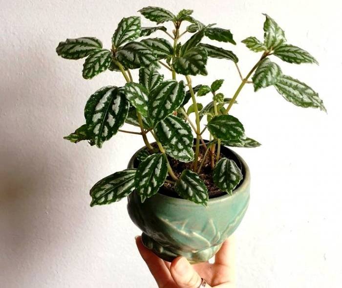Pilea Plant