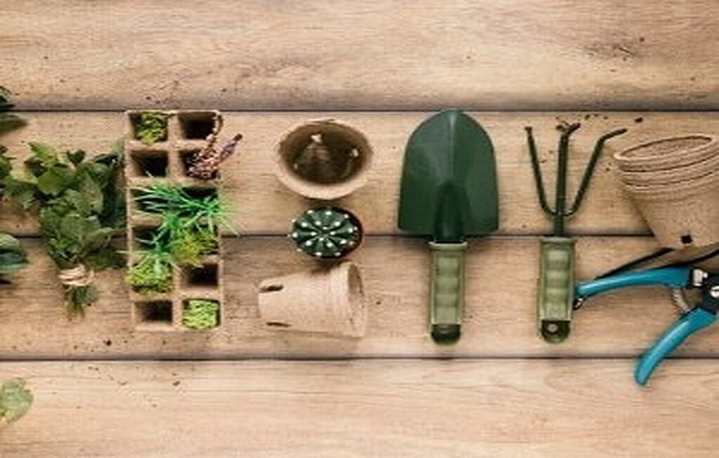 How and when to repot your plants? + Tutorial