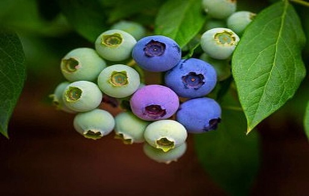 Guide to the Best Way to Plant Blueberries in a Pot + Care Methods