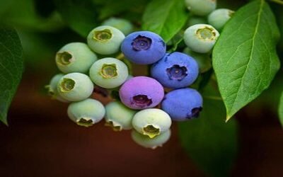 Guide to the Best Way to Plant Blueberries in a Pot + Care Methods