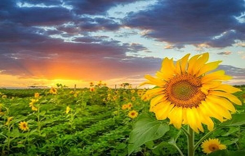 From A to Z of Sunflower Cultivation + Benefits, Types, and Pests