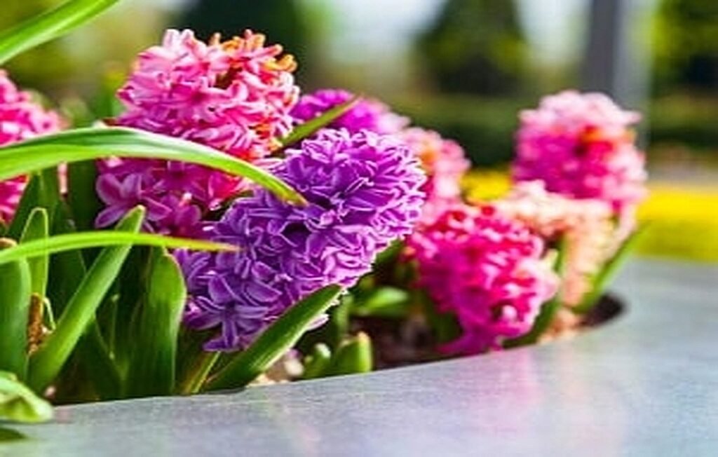Hyacinth | Guide to Planting and Caring for Hyacinth