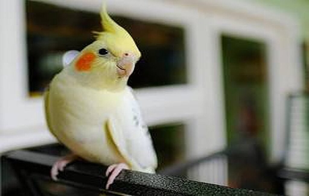 Complete Guide to Caring for Cockatiels + Tips and Solutions for Problems