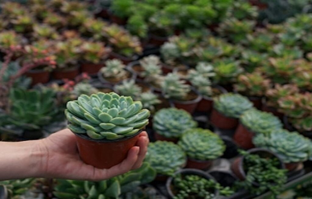 Care and Cultivation of Sedum Morganianum or Burro’s Tail + Pests