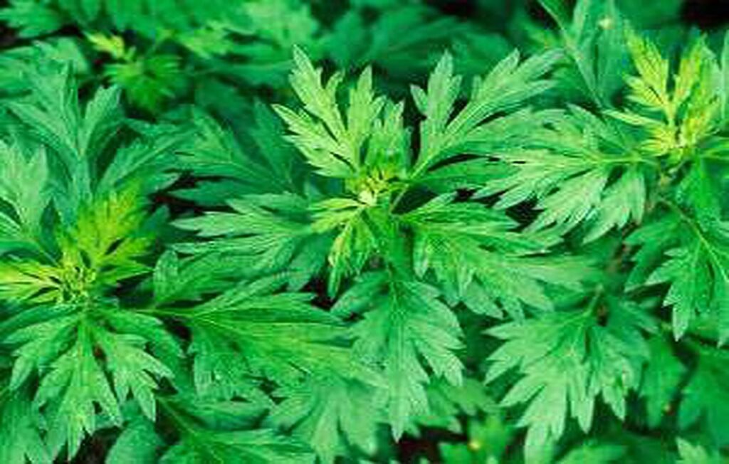 Properties of Wormwood: A Miraculous Herb … + Side Effects and Nature of Wormwood