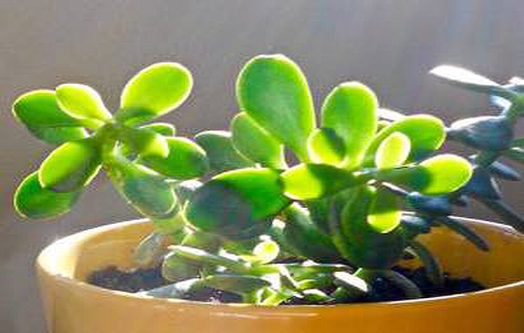 Growing and Cultivating Crassula Plant; Energy Boosting Jade for Apartments