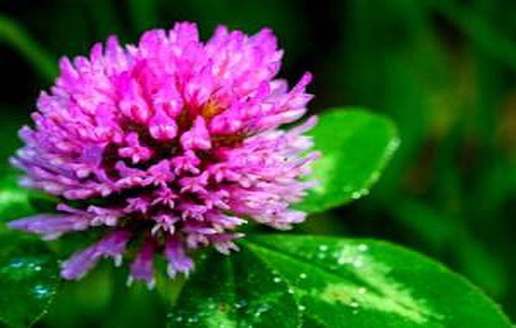 All Properties and Side Effects of Red Clover for Everyone + Usage Methods