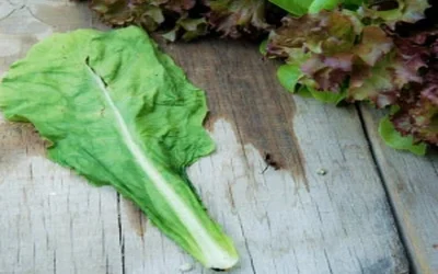 How to Wash French Lettuce + Proper Storage Method