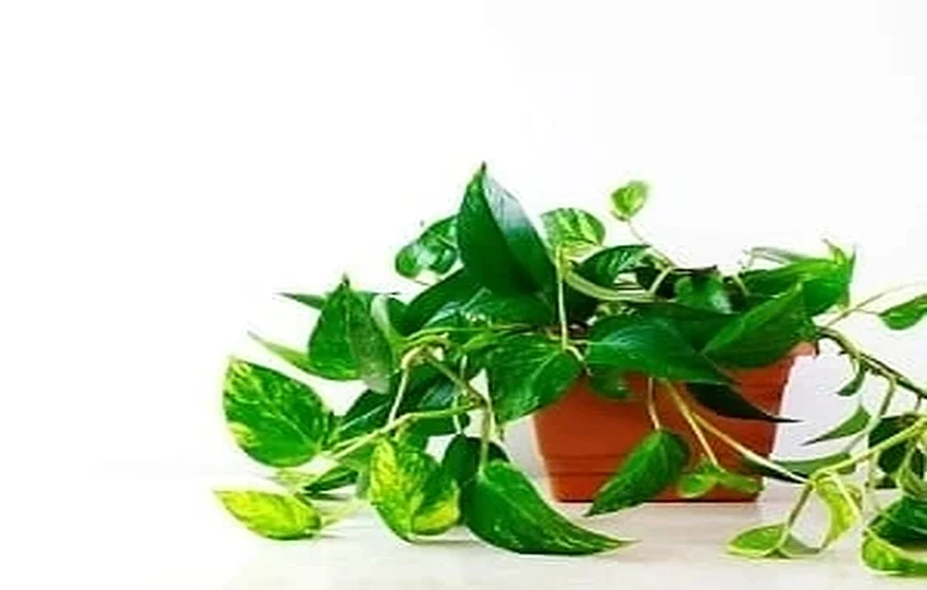 Excellent Fertilizer for Explosive Growth of Philodendron